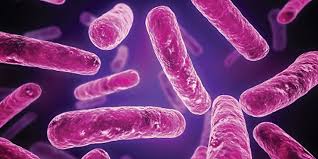 چرا به پروبیوتیک ها نیاز داریم؟