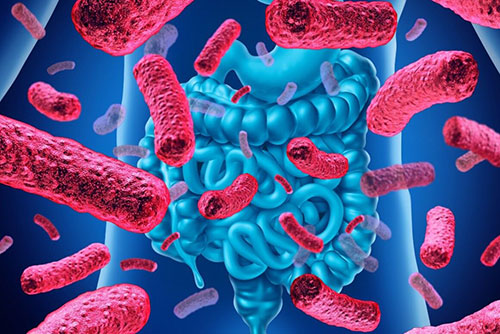 چه عواملی باکتری های مفید روده را از بین می برد؟ (یادداشت اول)