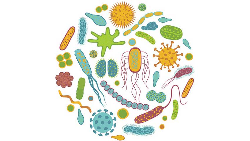 اینفوگرافی معرفی 7 سویه از بهترین سویه های پروبیوتیکی