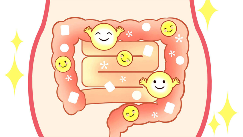 ارتباط پروبیوتیک ها با روده (بخش دوم)