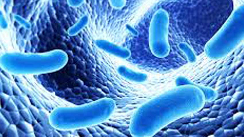 چرا باید مصرف پروبیوتیک ها را شروع کنیم؟