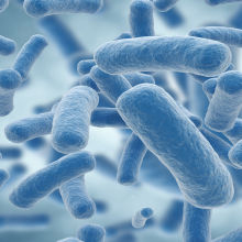 Probiotics Prevent Cholera in Animal Models